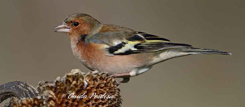 Fringillidi e girasole